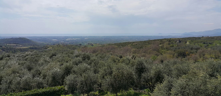 gli uliveti dell'azienda agricola Badevisco