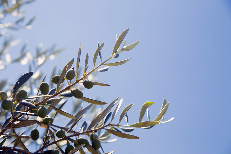 ulivo olive