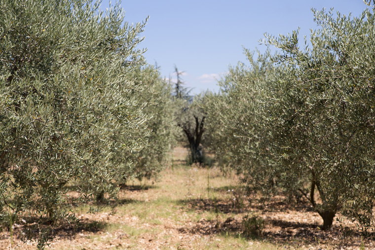 gli uliveti contribuiscono a ridurre l'anidride carbonica nell'atmosfera